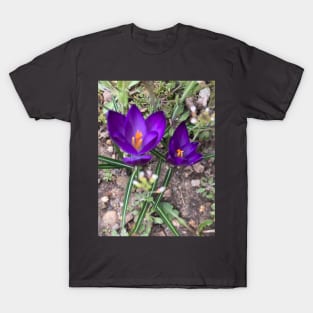 2 Sharp Purple Crocuses T-Shirt